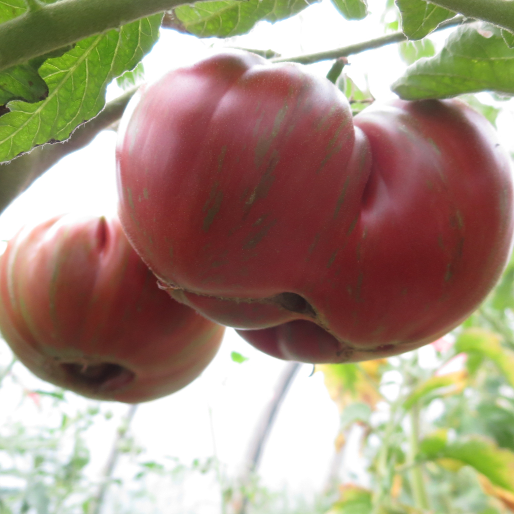 Rote Tomate mit Grünen streifen