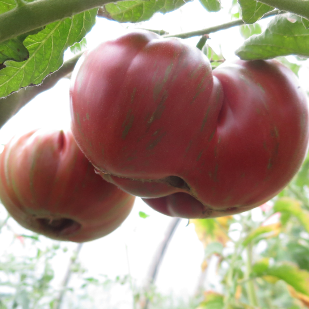 Rote Tomate mit Grünen streifen