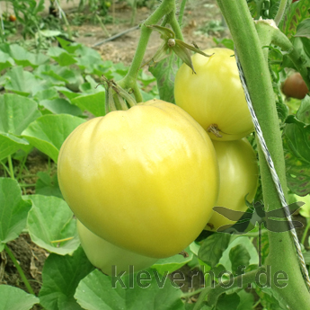 Weiß und Gelbe Tomatensorte in Herzform