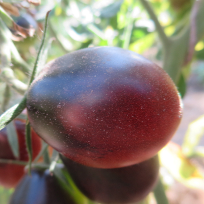 Schöne Blau/Rote Tomatenpflanze mit geschmack