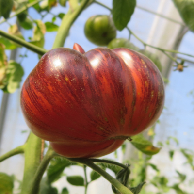 Rot und Blaue Wunderschöne Tomatenfrucht 