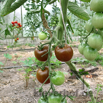 Braune Tomatenvielfalt 