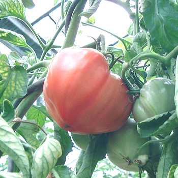 Pinke Herförmige Tomatzenfrucht