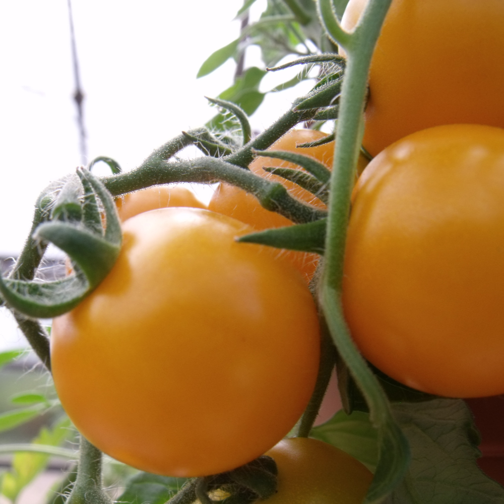 Schöne Gelbe Tomaten am Strauch