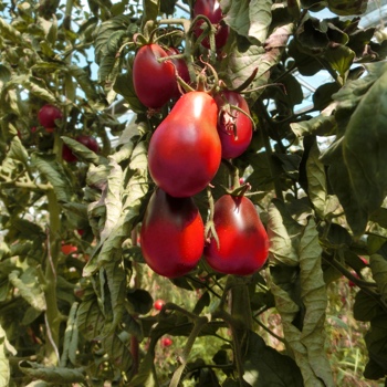 Roter Liebesapfel in Birnenform