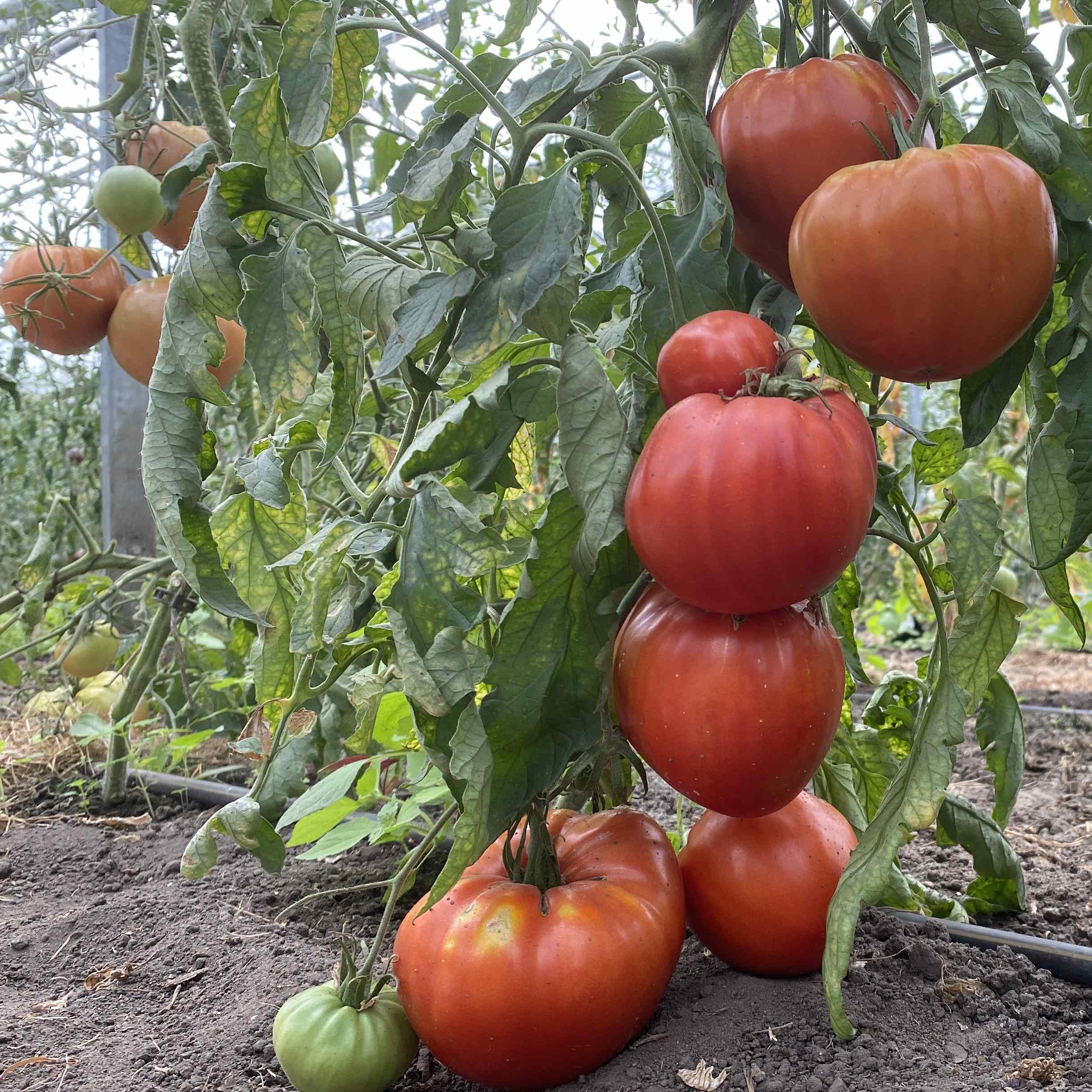 Tomatensaatgut King Kong