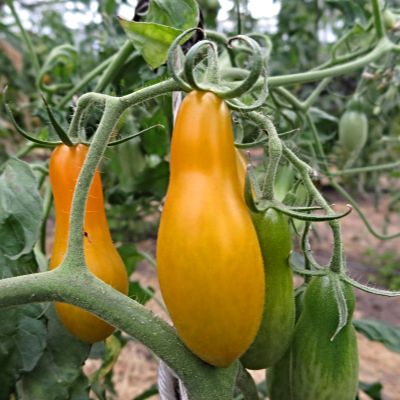 Gelbe Birnen Bio Tomaten 