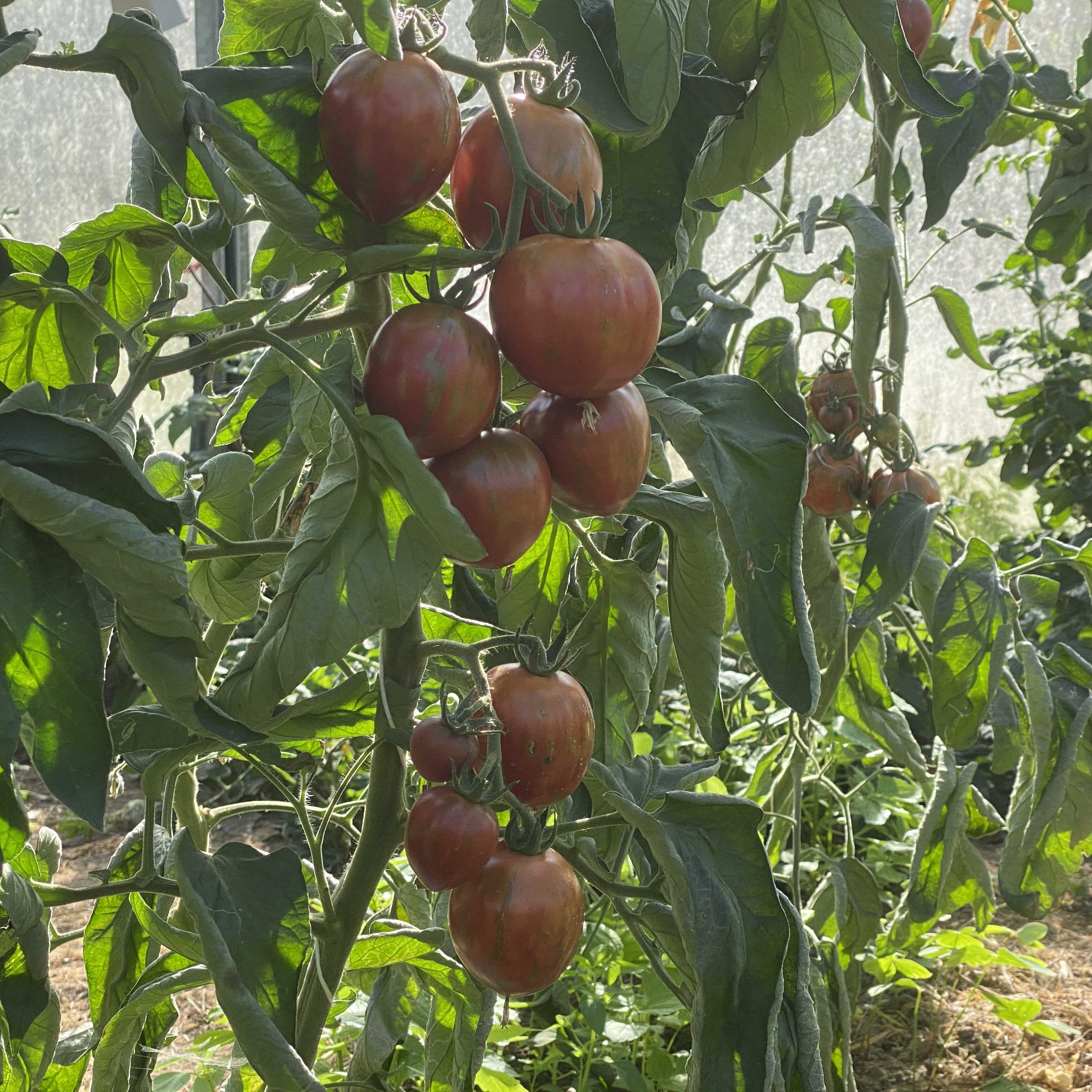 Tomatensaatgut Sailor's Luck