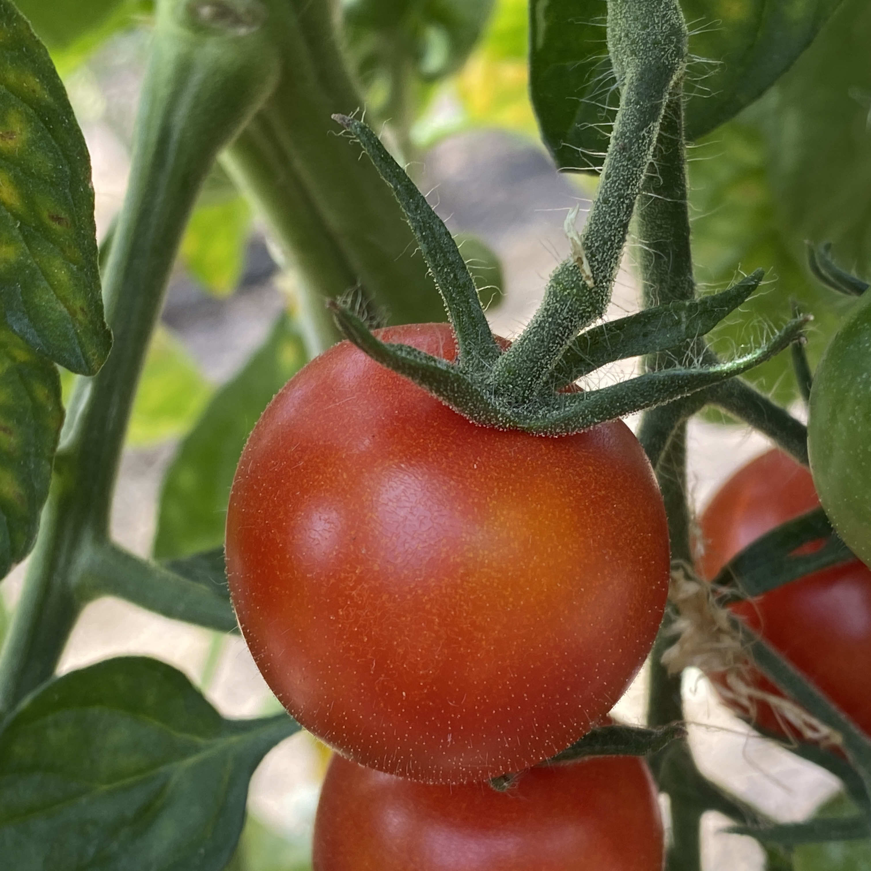 Tomatensaatgut Onkel Gustav
