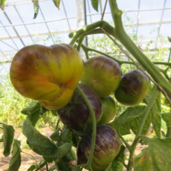 Violett/Grüne Tomatenvielfalt