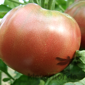 Braune Tomatensorte