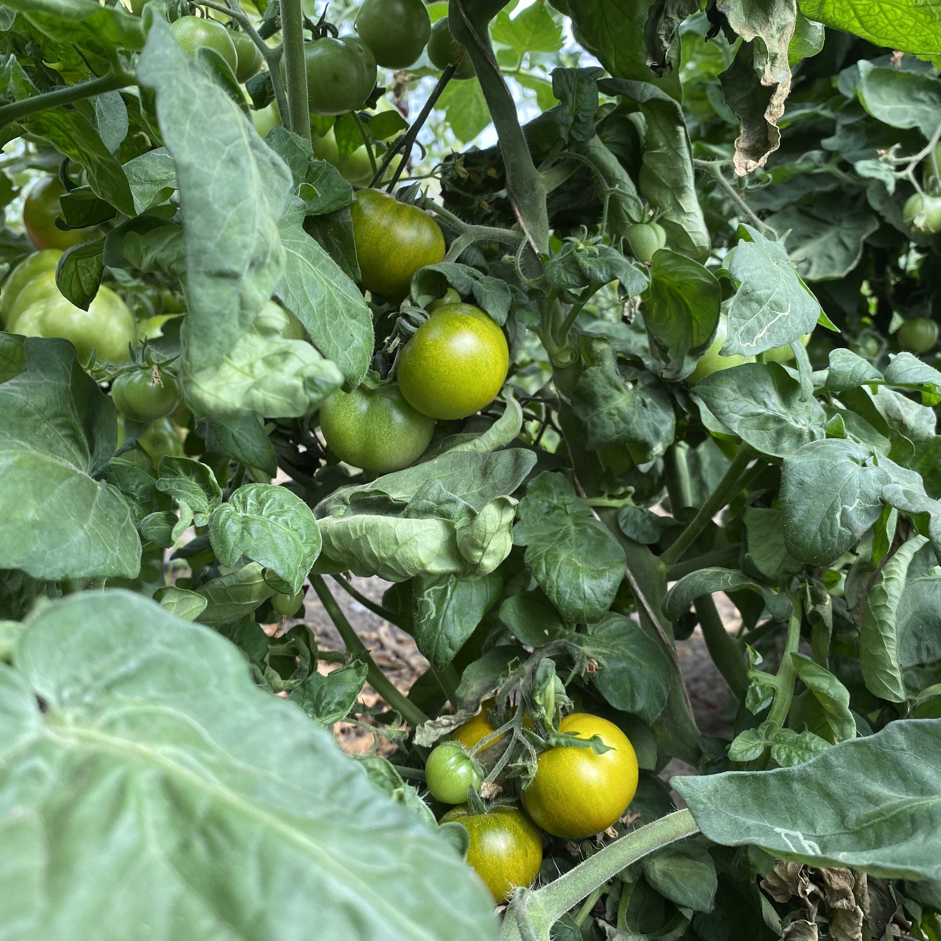 Tomatensaatgut Sweet Baby Jade