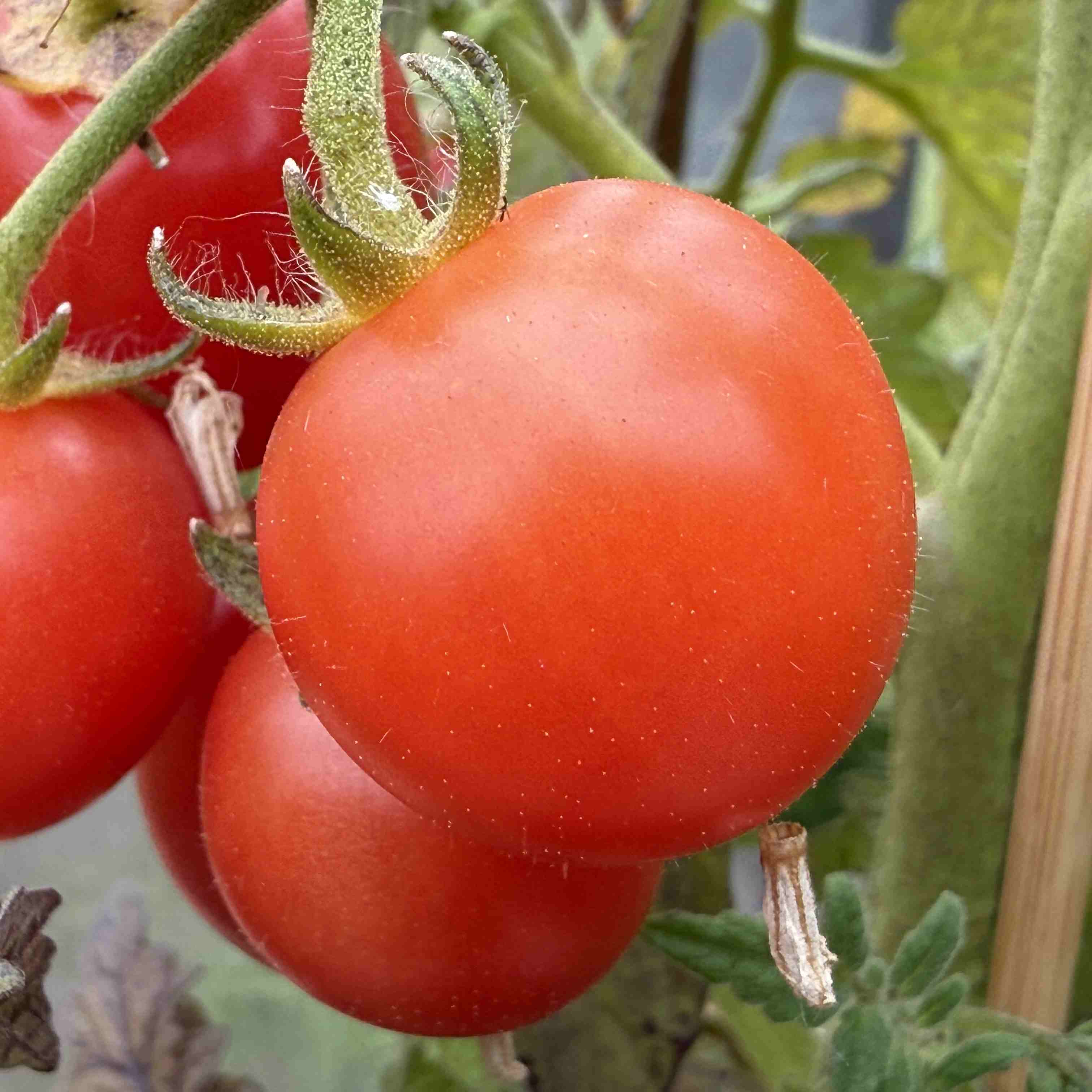 Tomatensaatgut Sweet & Neat Cherry Red
