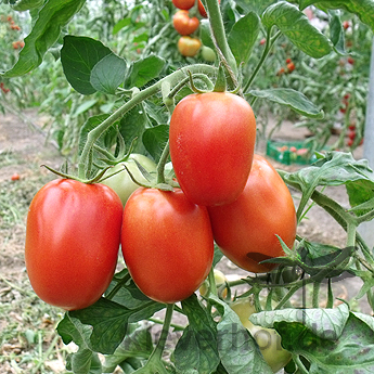 Roter Liebesapfel