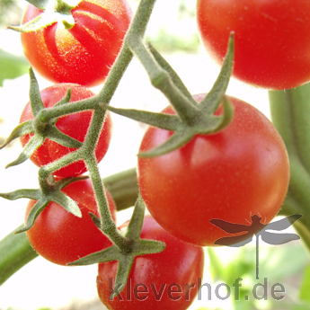 Rote Cherry Tommatenvielfalt mit Geschmack