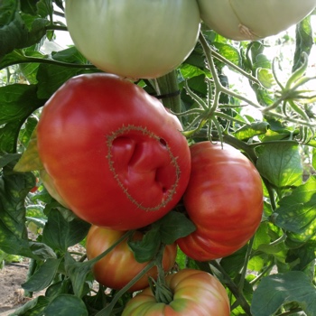 Orange und Rote Tomatensorte mit wunderbarem Geschmack 