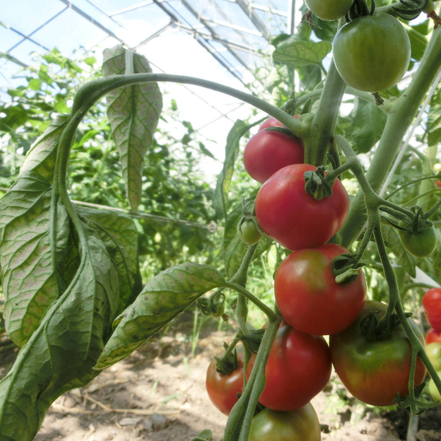 Harzfeuer Tomaten an einer Tomatenpflanze