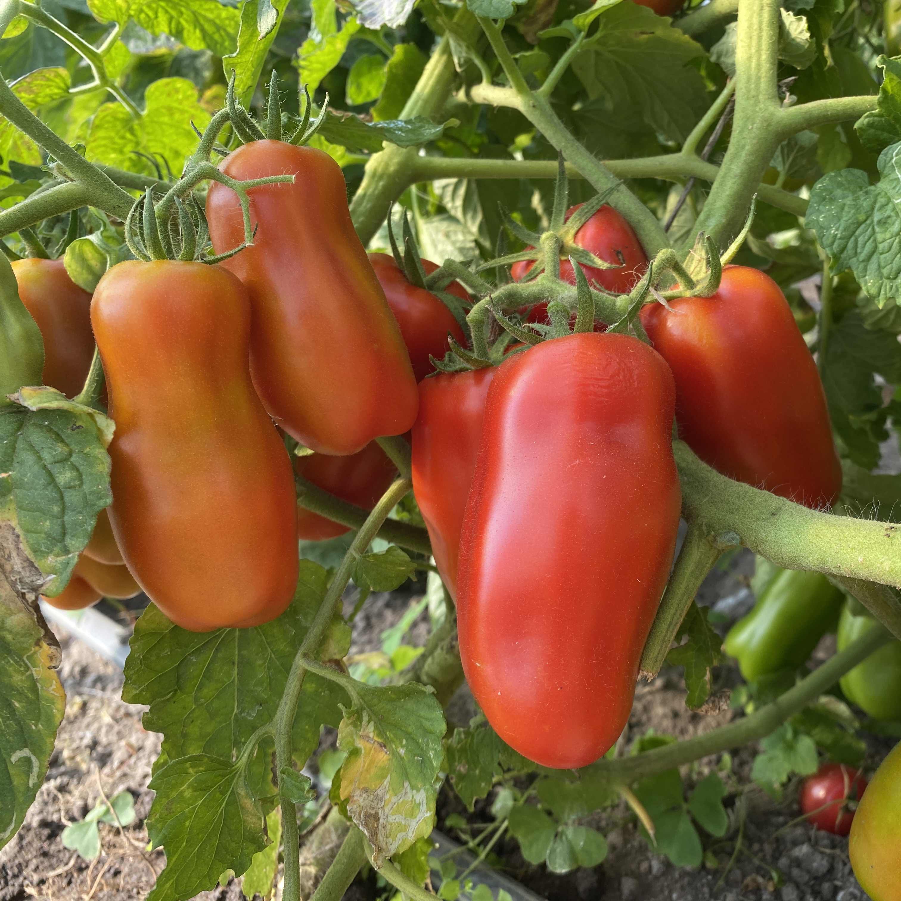 Tomatensaatgut Firewood