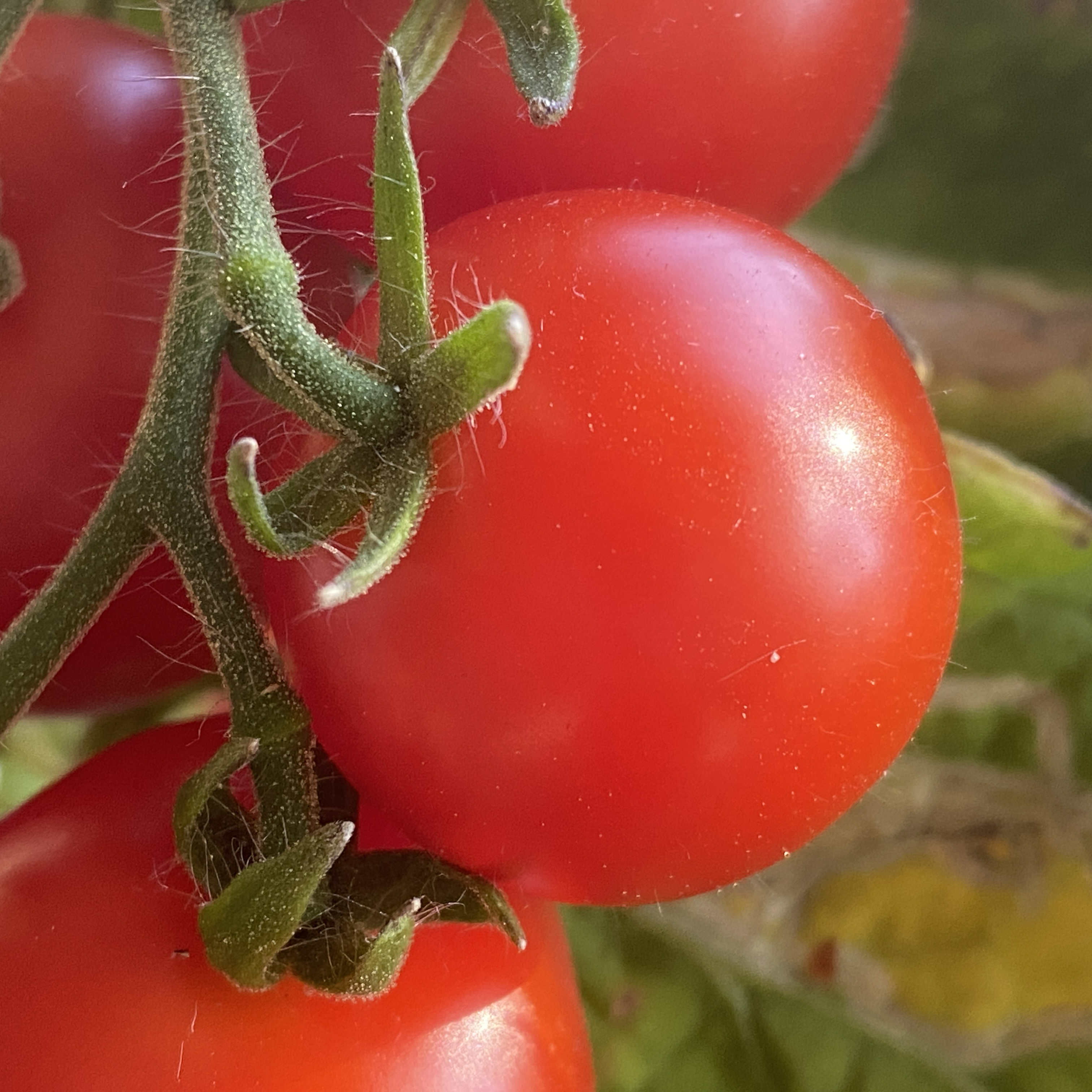 Tomatensaatgut Pummelfee