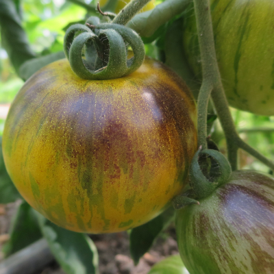 Gelbe und Blaue Tomatenrarität mit grünen Streifen
