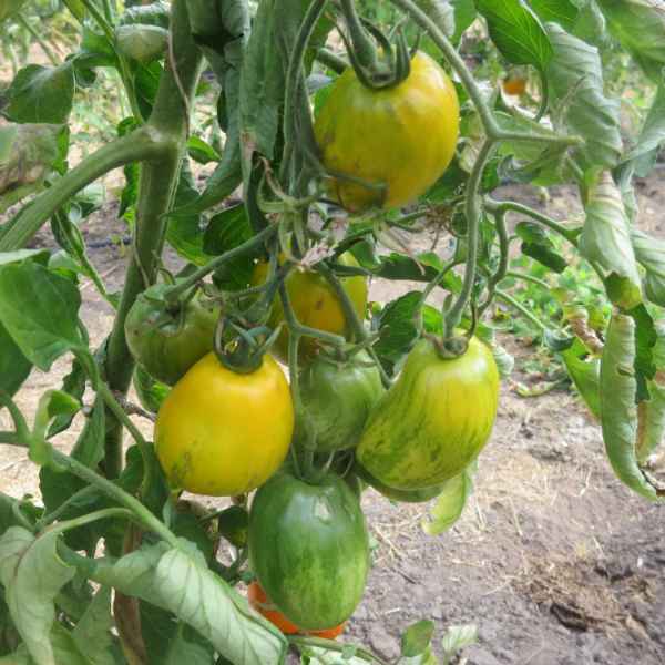 Gelbe Tomatensorte mit Grünen Streifen