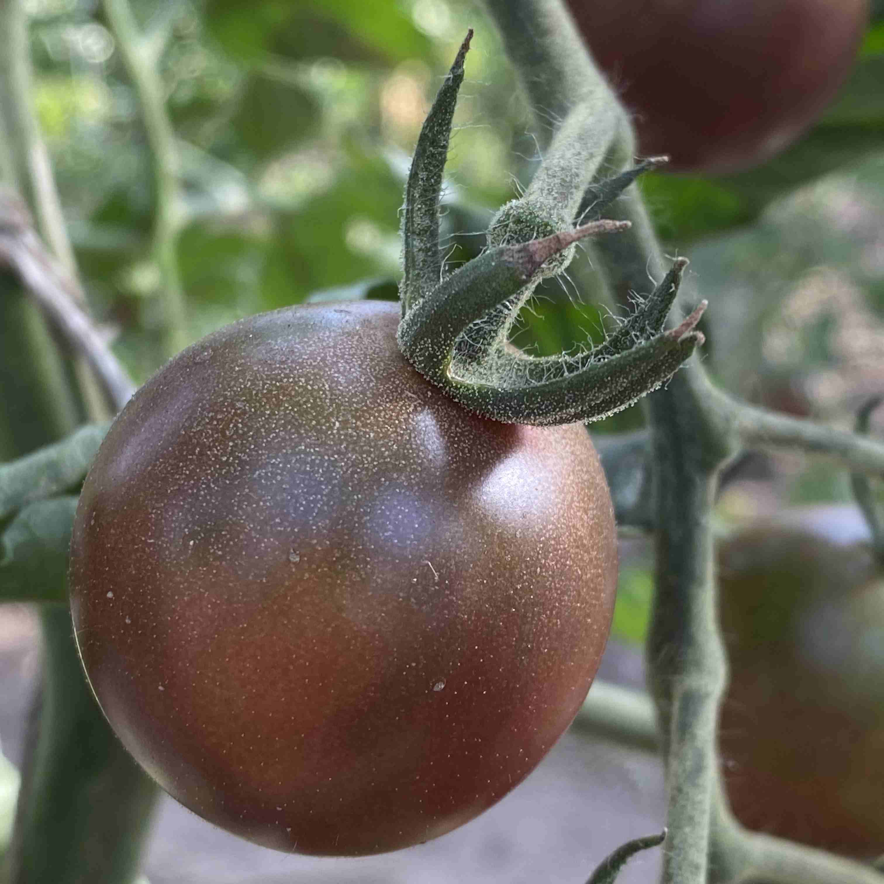 Tomatensaatgut Chocolate Cherry