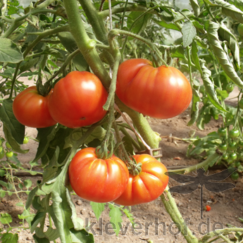 Orange Tomatensorte mit schönem Geschmack