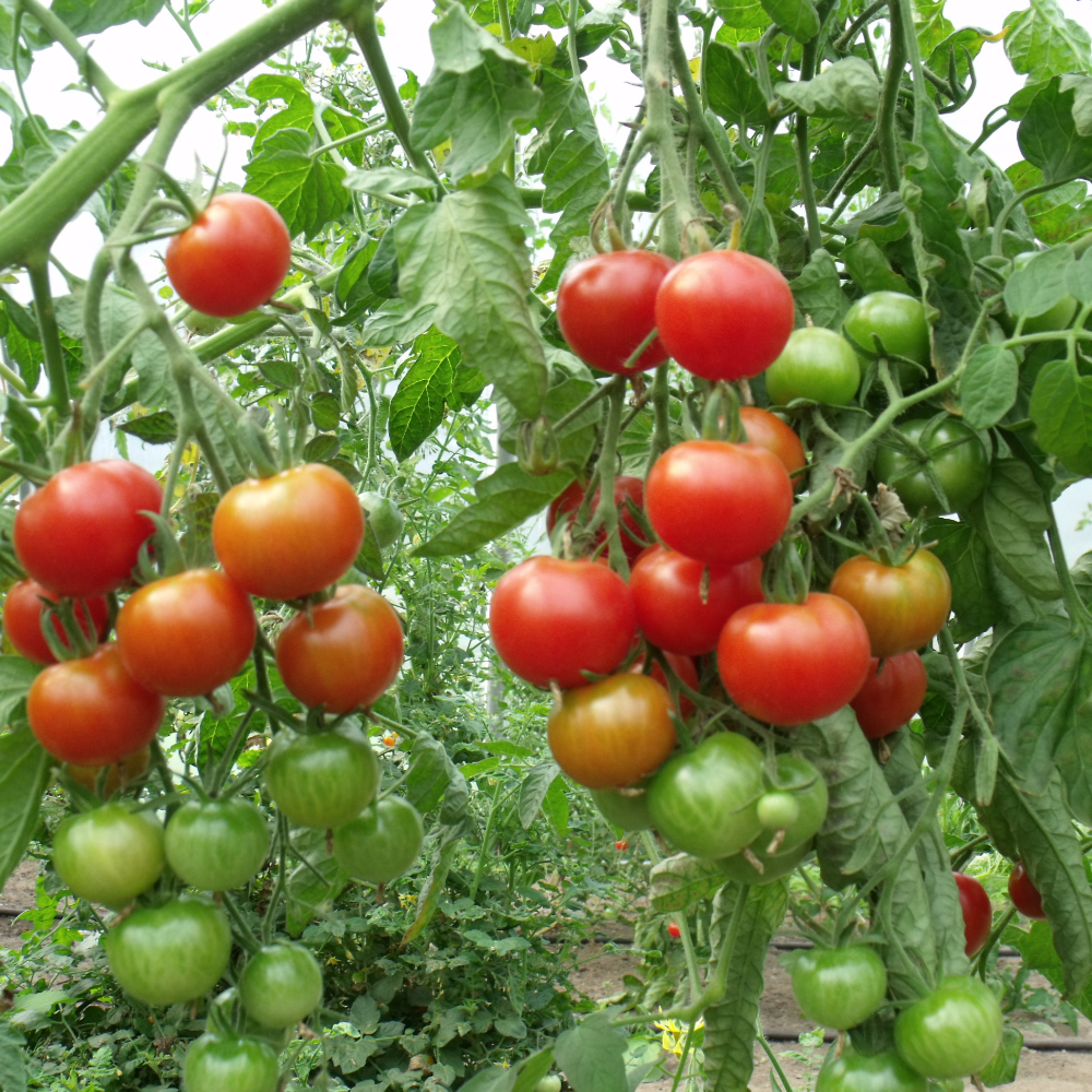 Rote Tomate an einem Strauch