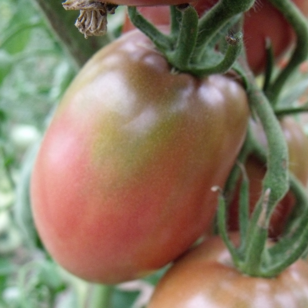 Violette Tomatenfrucht