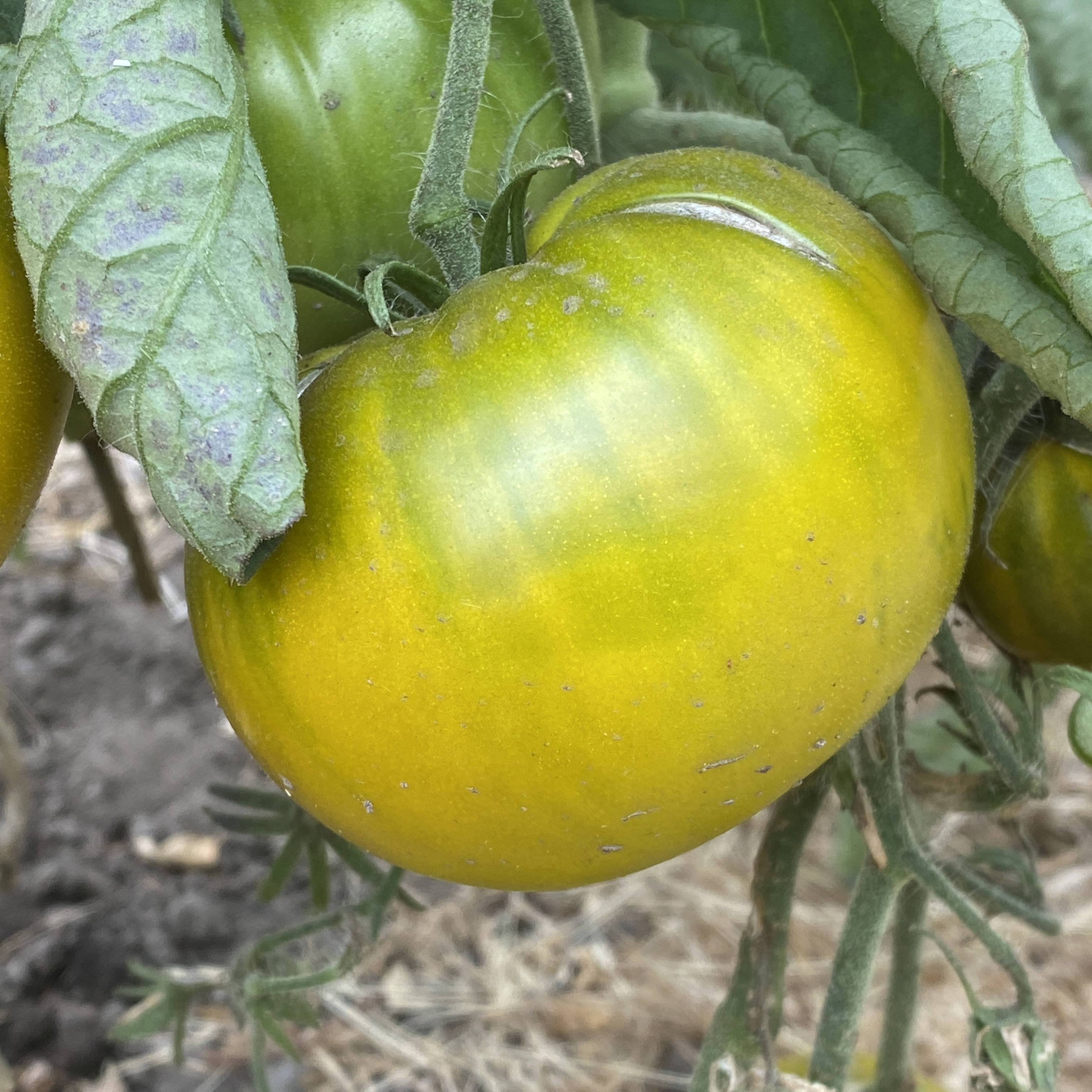 Tomatensaatgut Charlie Green