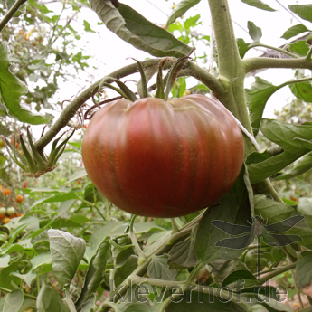 Braune alte Tomatensorte