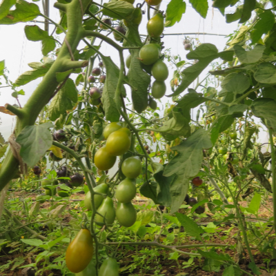 Grüne Tomatenfrucht