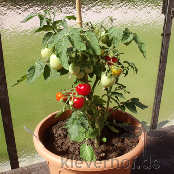 Tomatensaatgut Totem