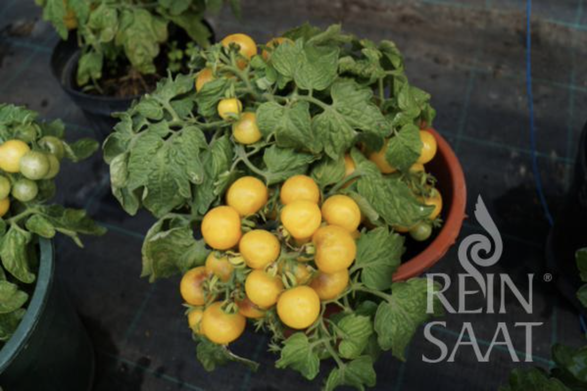 Yellow Canary gelbe Buschtomate kleinbleibende Tomate ideal für den Balkon 