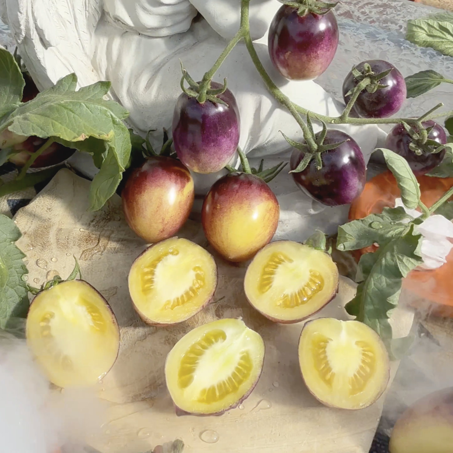 Tomatensaatgut Märchenmagie
