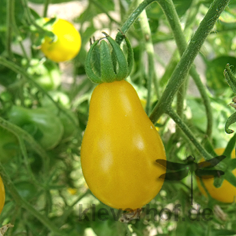 Gelbe Cherry Tomatenvielfalt in Birnenform