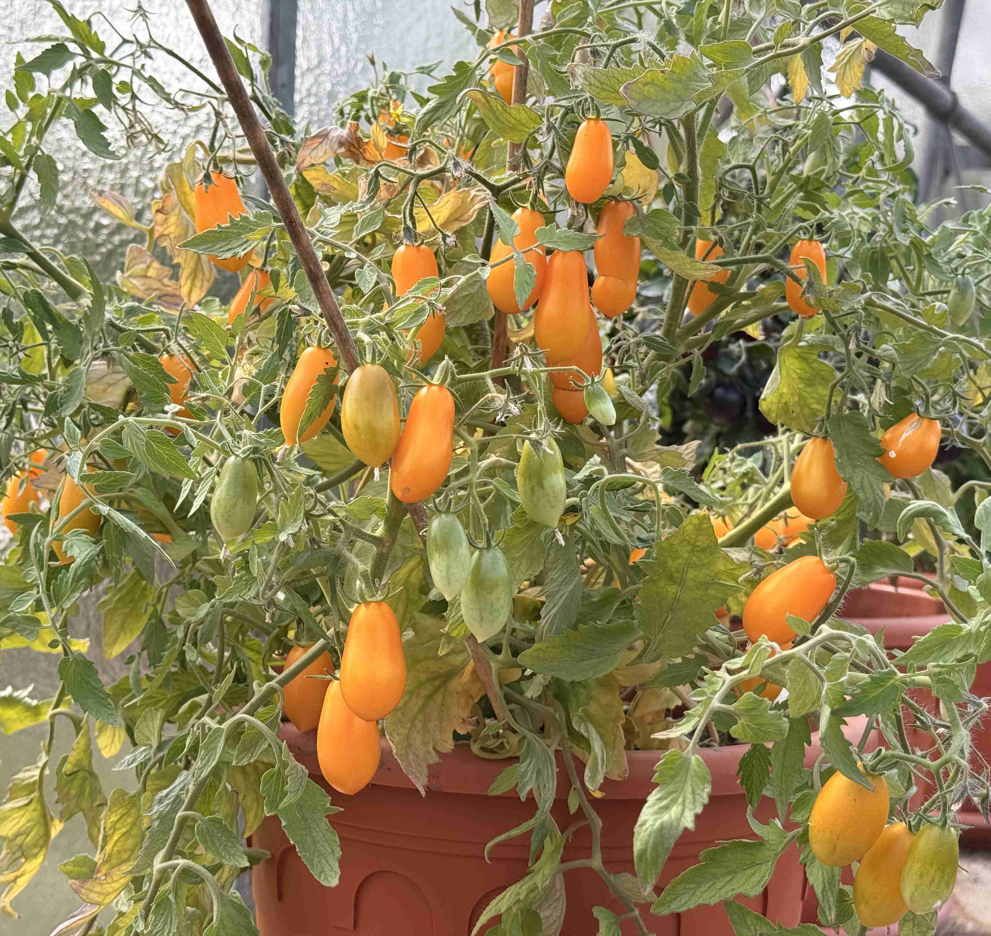 Tomatensaatgut Ampelmon