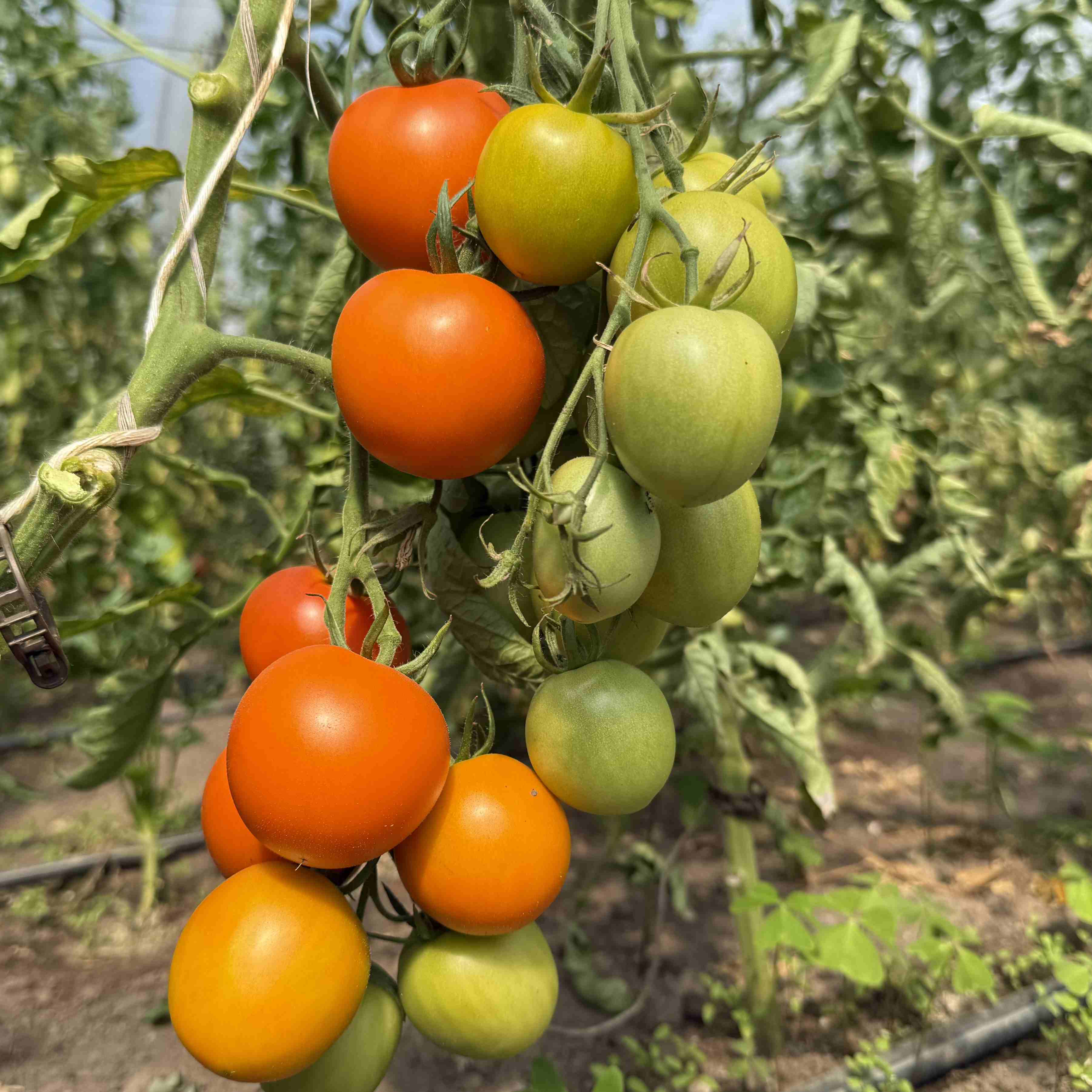 Tomatensaatgut Auriga