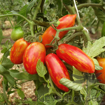 Rot gestreifte Tomatensorte mit echtme Geschmack