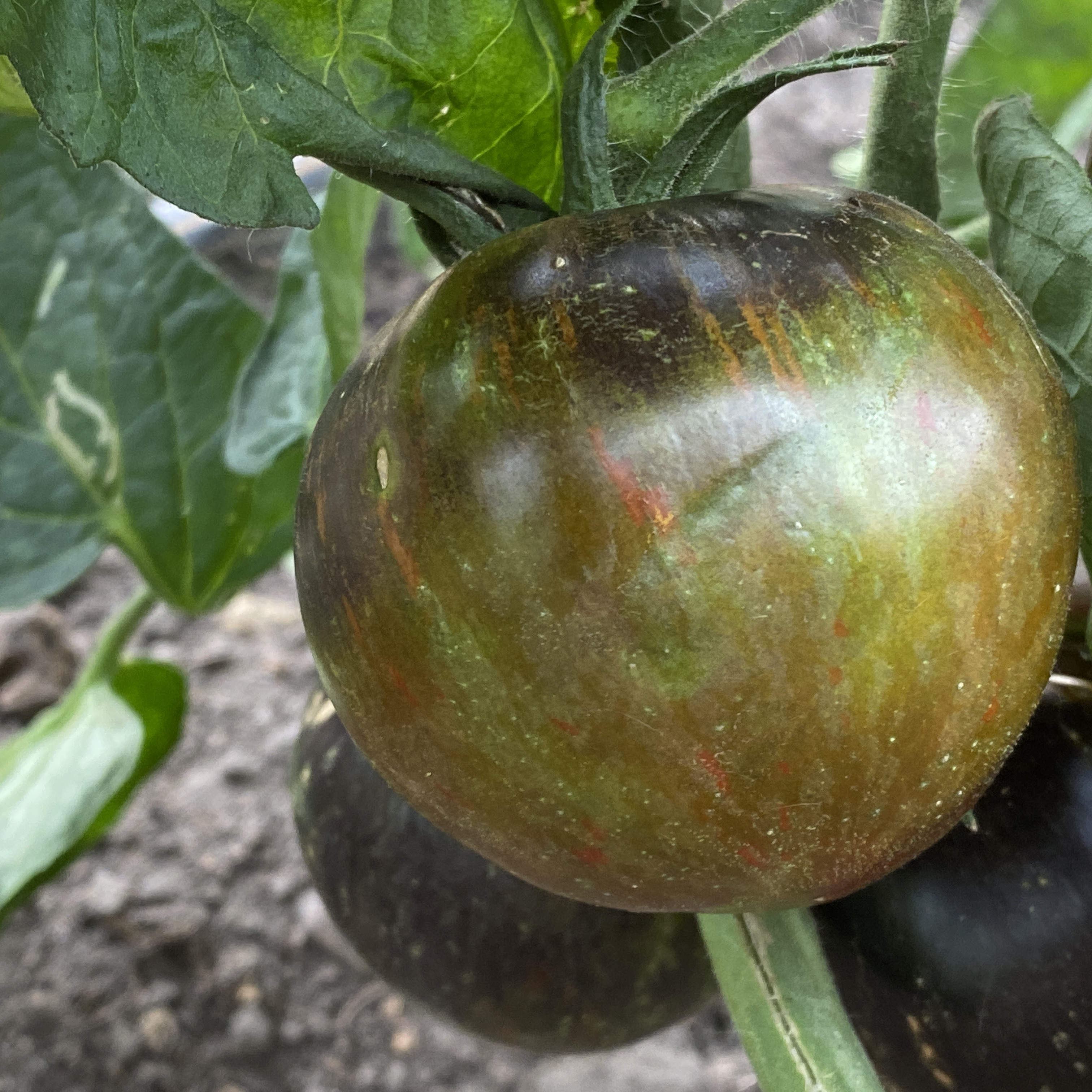 Tomatensaatgut Midnight Tiger