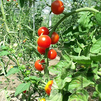 Tomatensaatgut Benarys Gartenfreude