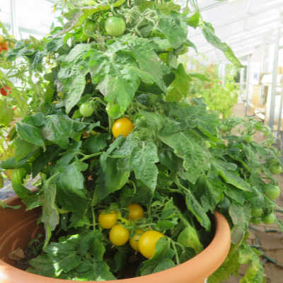 Gelber Cherry Tomatenstrauch mit Geschmack