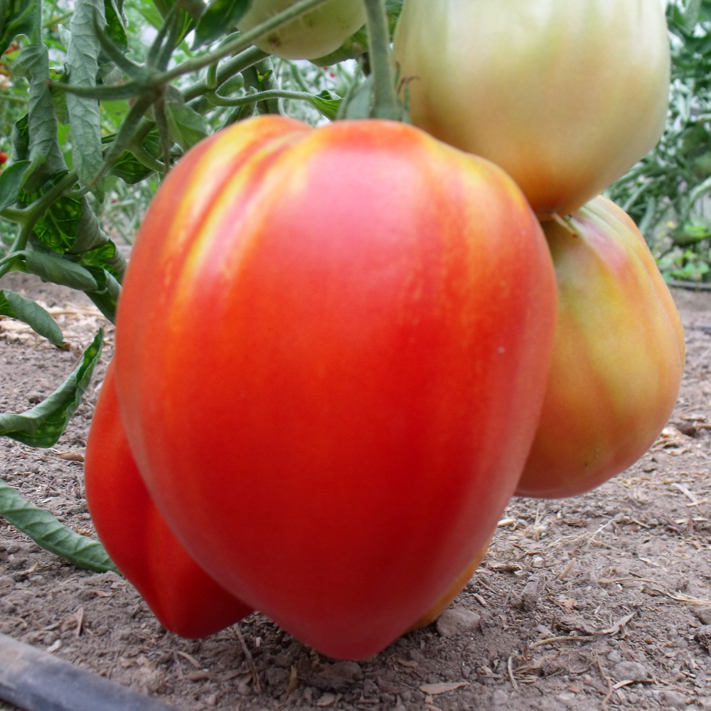Rote Tomate mit geschmack