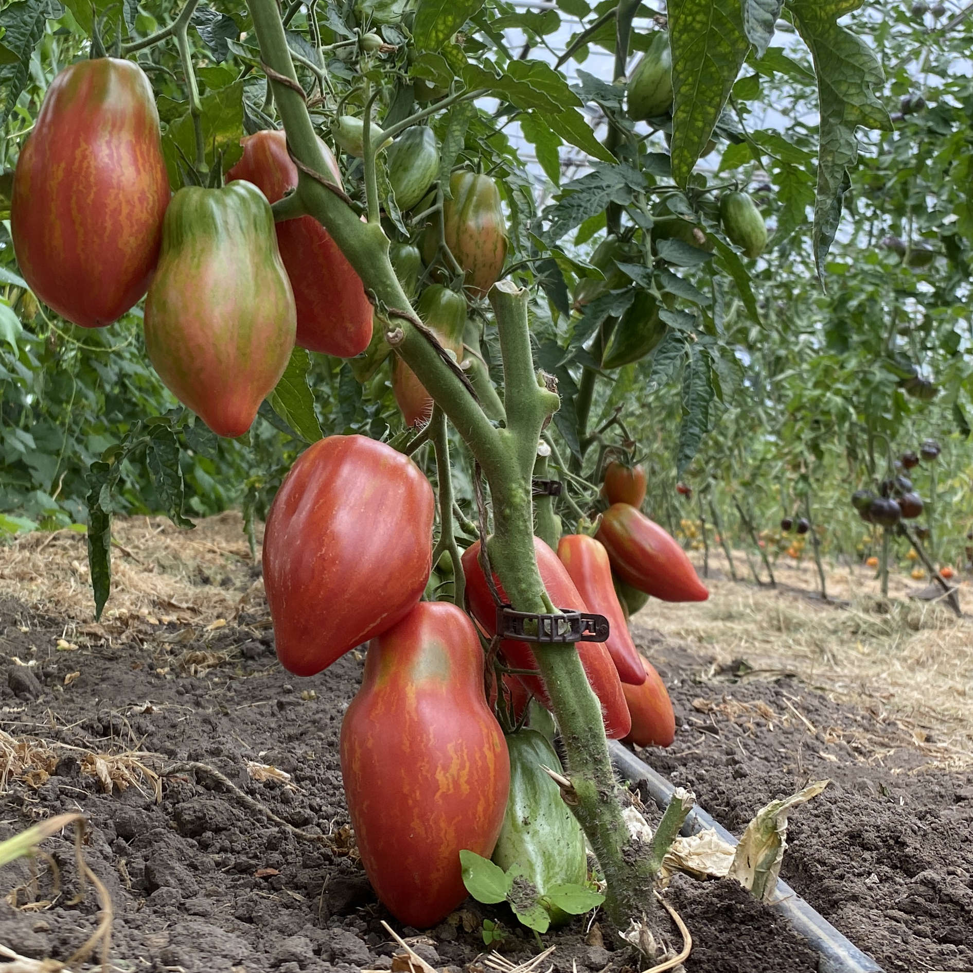 Tomatensaatgut Lady Madonna