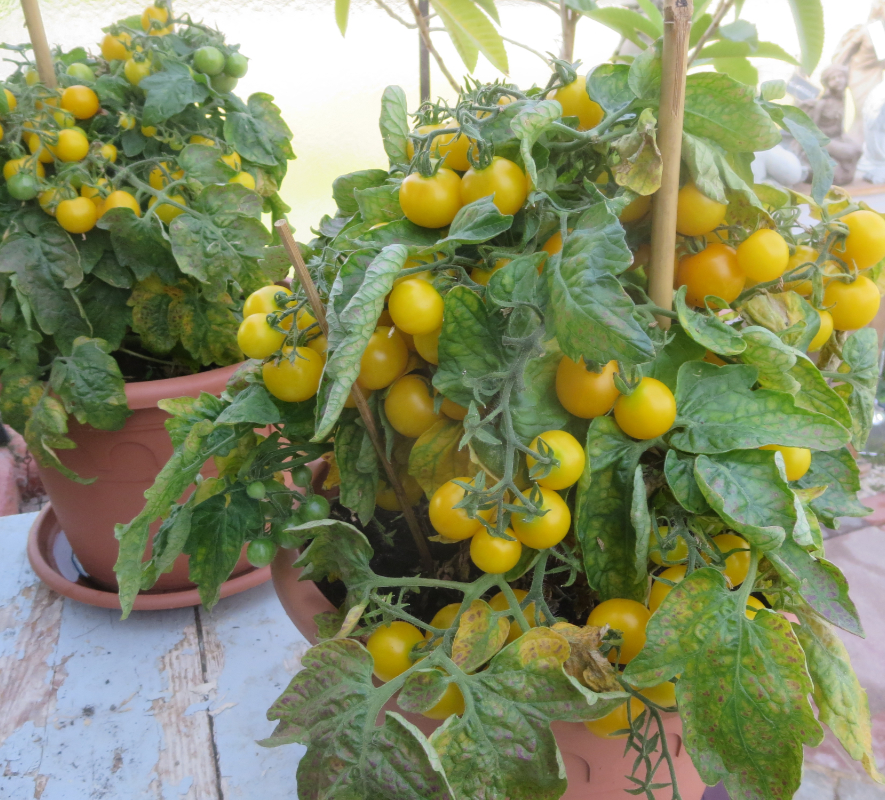 Gelbe Cherry Bio Tomaten
