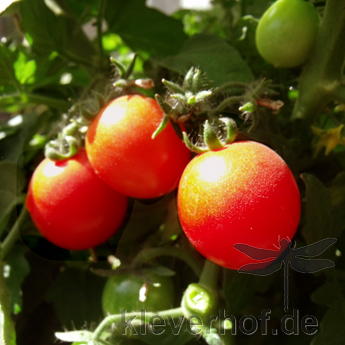 Prachtvoller roter Paradeiser