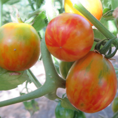 Rot und Orange gestreifte Tomatenfrucht