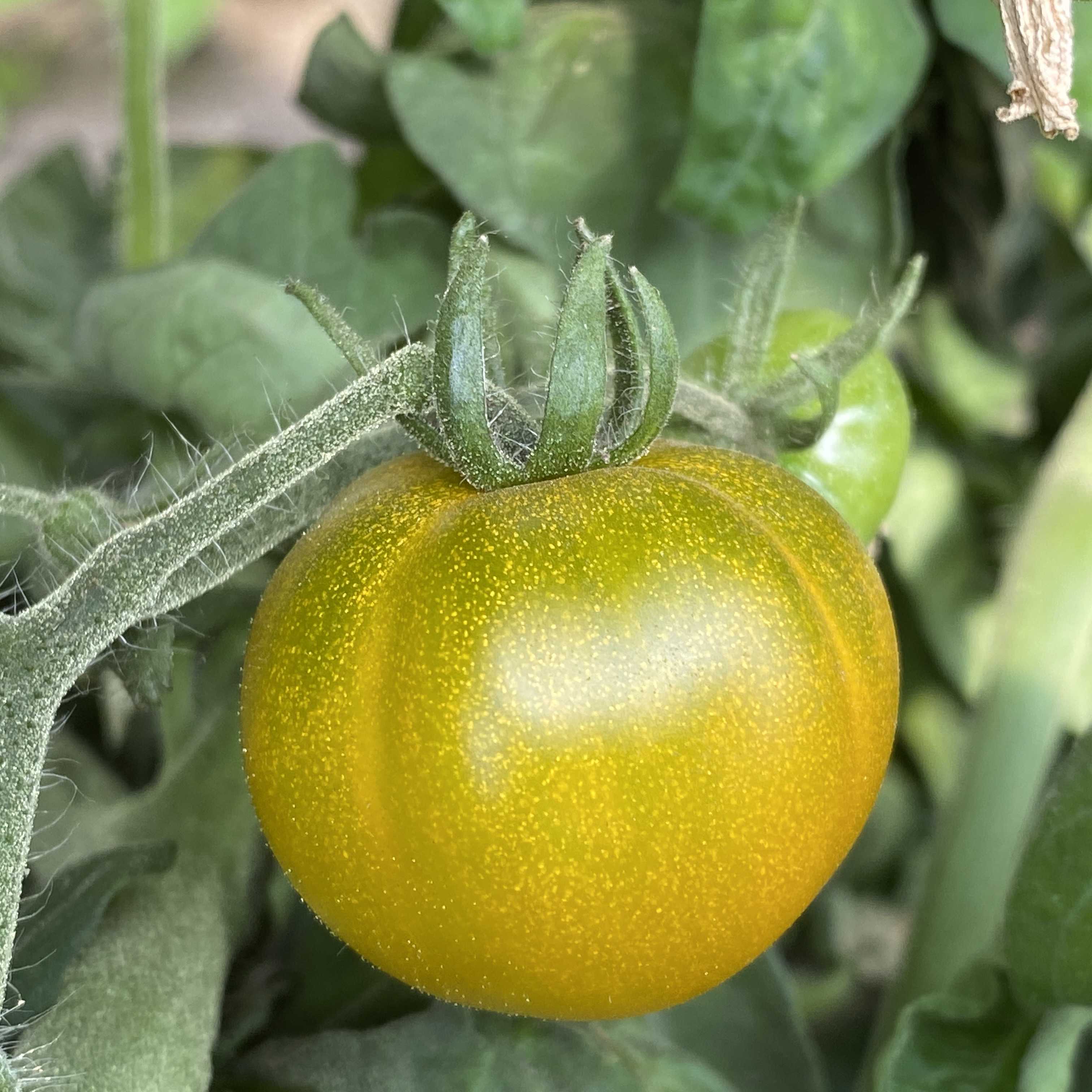 Tomatensaatgut Sweet Baby Jade