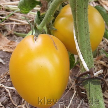 Orange Tomate