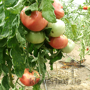 Orange und Pinke Tomatenvielfalt mit Geschmack